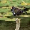 young_persons_3_-_perching_moorhen_joshua_hood_1316