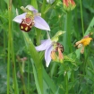 Bee orchid