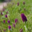 Marsh orchids