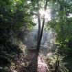 Light through trees