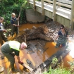 Volunteers clearing stream