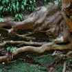 Twisted tree roots