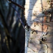 Silver birch bark