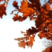 Autumn oak leaves