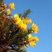 Gorse flowers