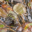 Common hawker dragonfly laying eggs