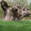 Stumpery