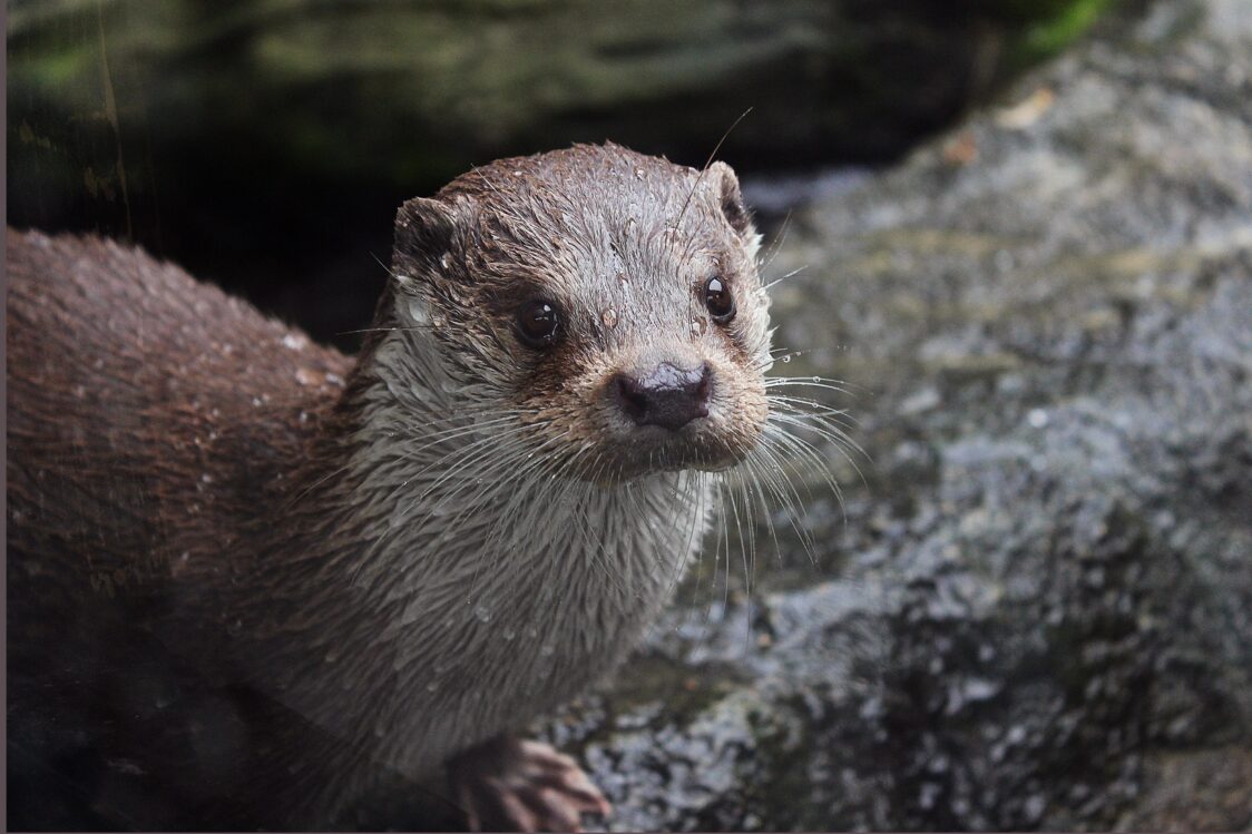 An otter pictured on rocks having just emerged from the water
