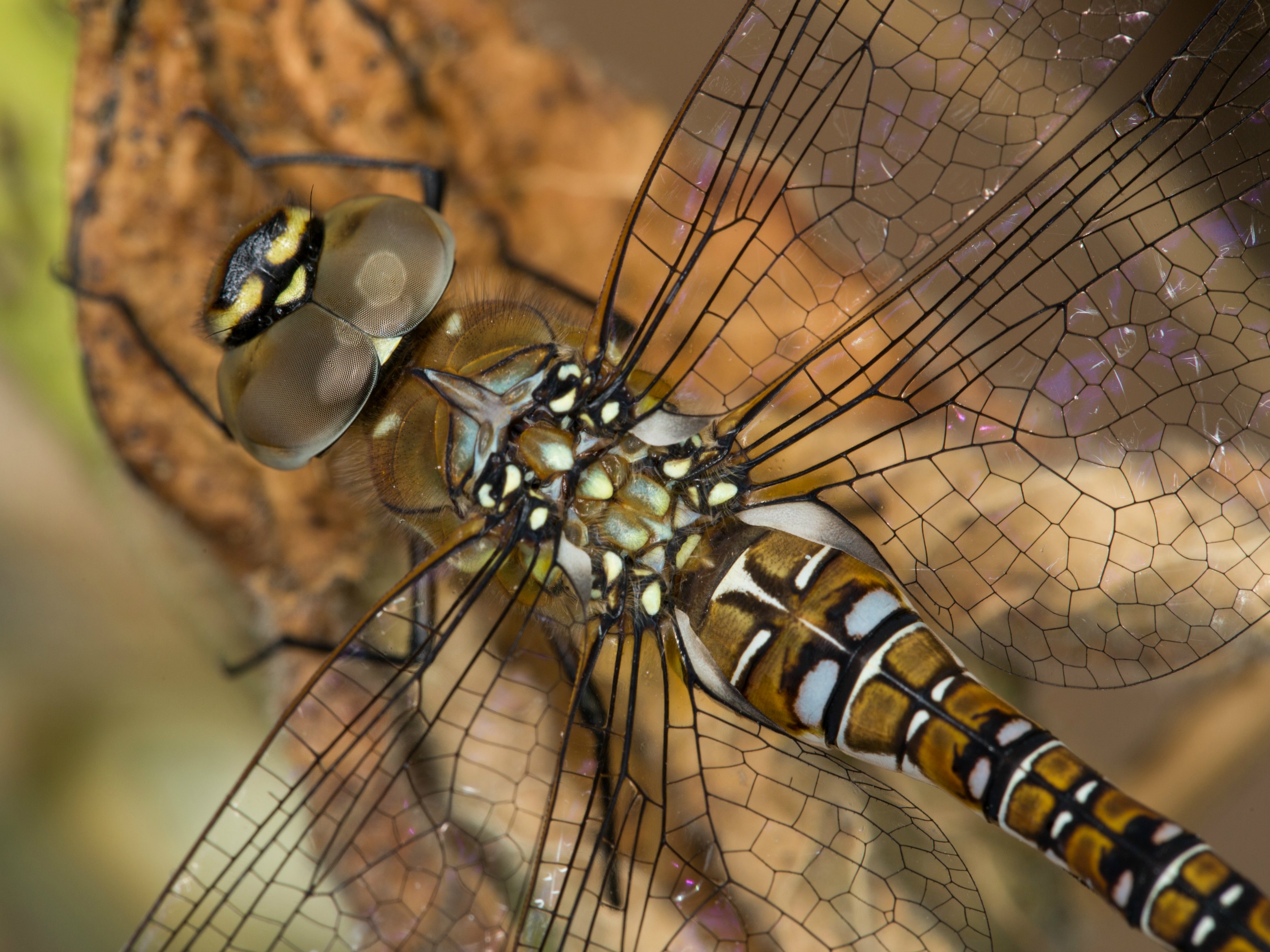 Nature-Up-Close-winner-overall-winner-Migrant-Hawker-Dragonfly-Image-Credit-Marcus-Kidd