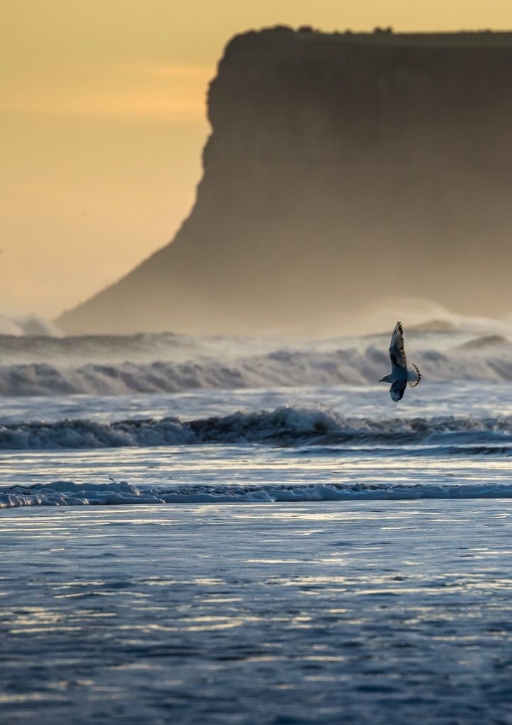 Wildlife in the Landscape (winner) Little Gull and Huntcliffe - Image Credit Philippa Maddison