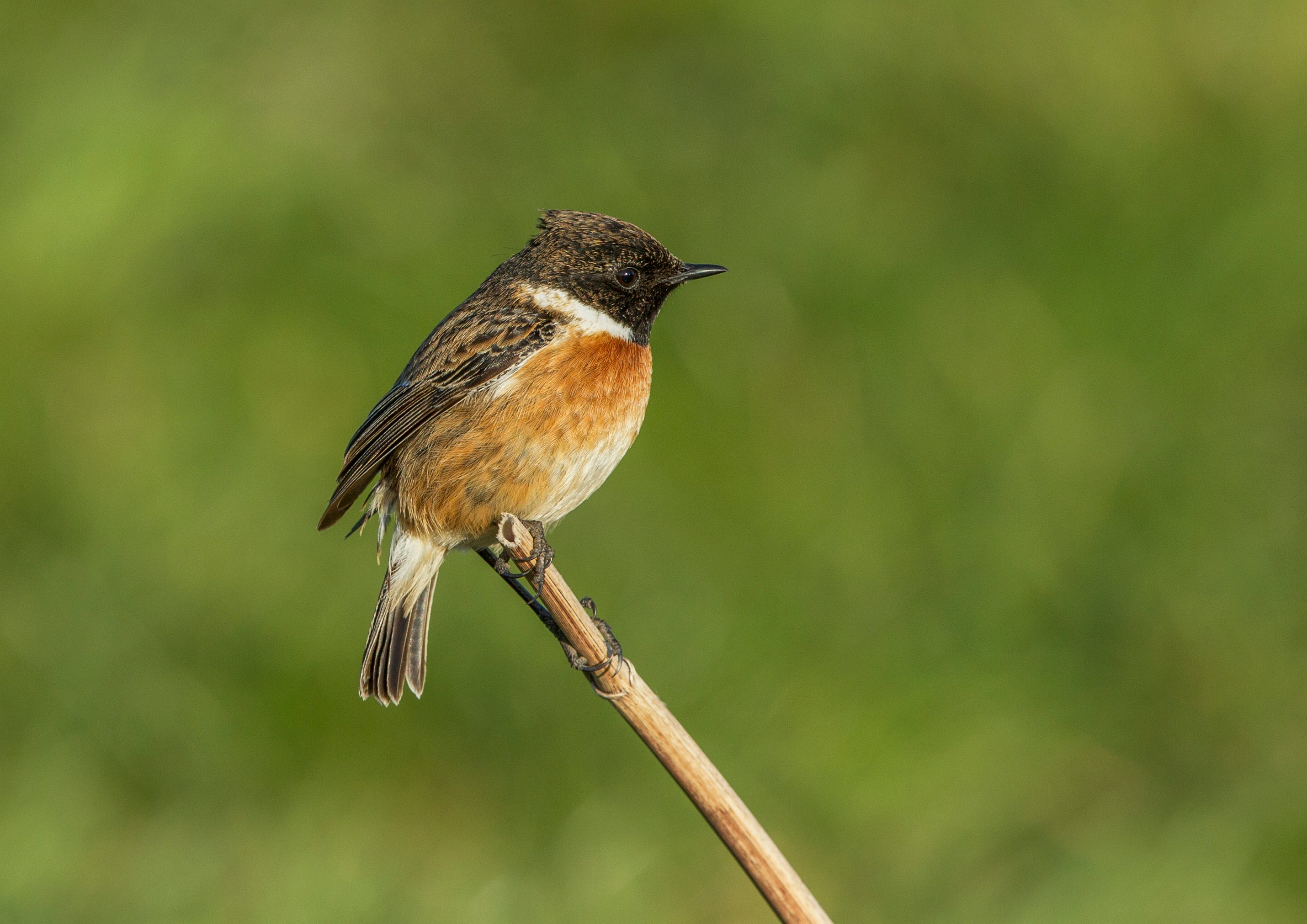 Young-Persons-winner-Male-Stonechat-Image-Credit-Kyra-Leigh-Sudlow-age-14