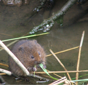 vole