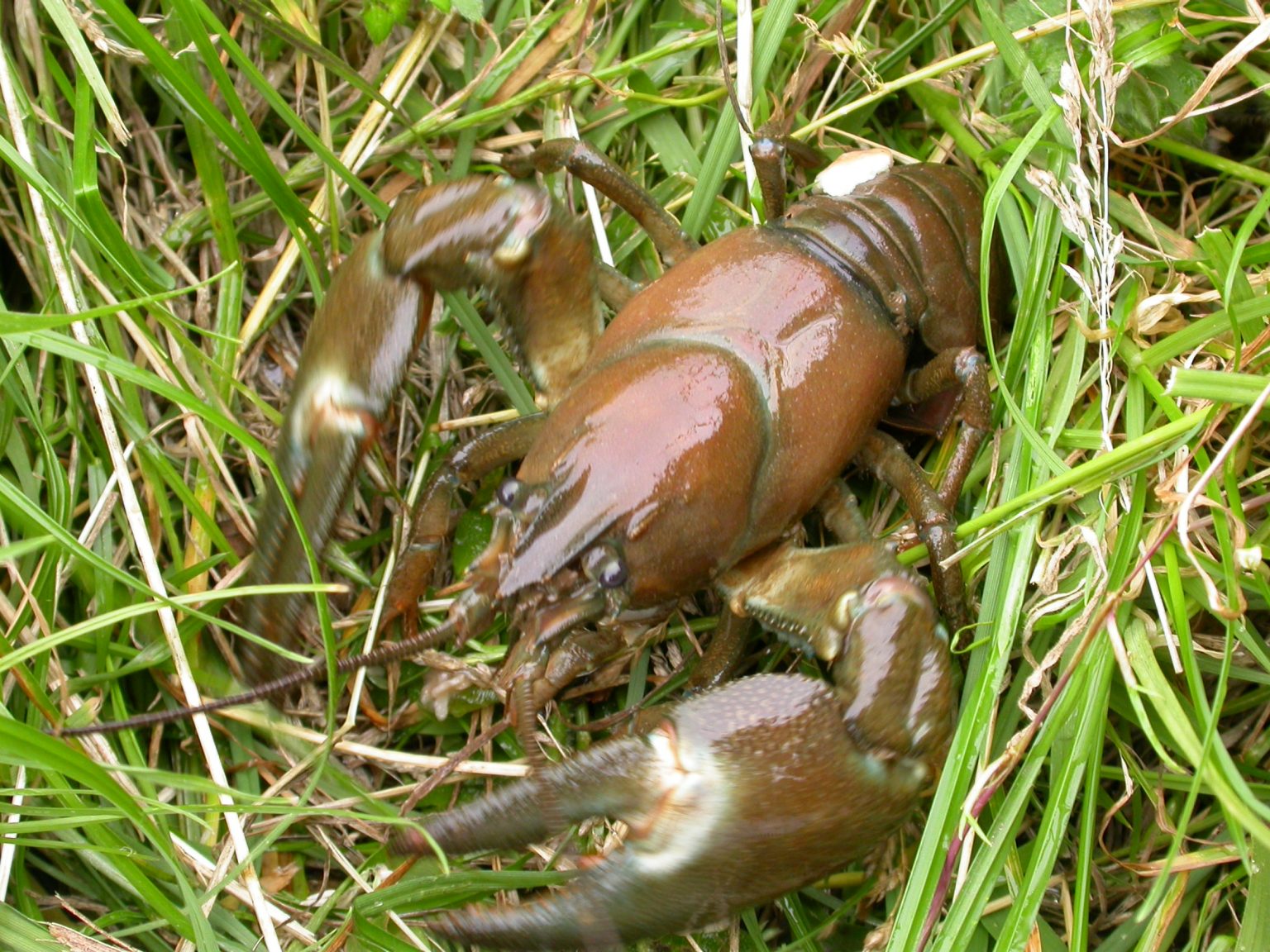 American Signal Crayfish Tees Valley Wildlife Trust