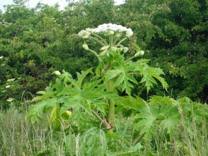 Giant hogweed