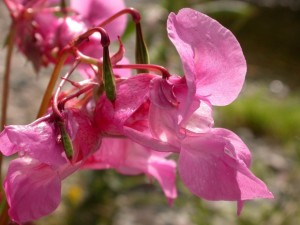 Himalayan_Balsam_Cumbria_Philip_Precey