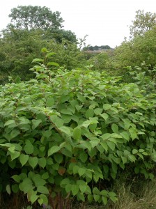 Japanese_Knotweed_Derbyshire_Philip_Precey