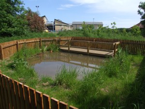 School pond