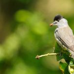 Blackcap_c_Amy_Lewis