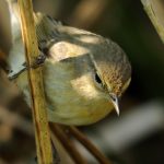 Chiffchaff_2_cpt_Amy_Lewis