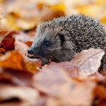 Hedgehog_c_Tom_Marshall-19