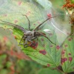 Nursery web Spider2