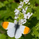 Orange-Tip - imago - Midgham Lakes - 19-Apr-09 (6)