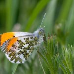 Orange-tip - imago - Midgham Lakes - 30-Apr-10 (1)