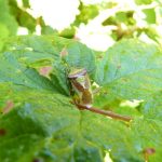 Shield Bug 0012