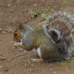 Squirrel_-_Grey_on_ground_c_Gillian_Day