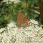 White-letter Hairstreak for web