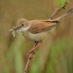 Whitethroat002cjonhawkinsSurreyHillsPhotography