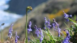 Wildflowers