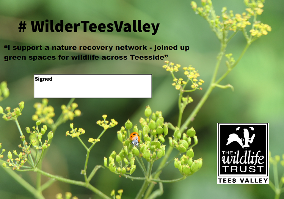 Wilder Tees Valley