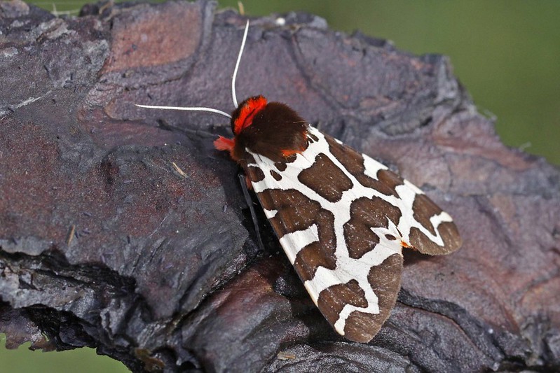 Tiger moth