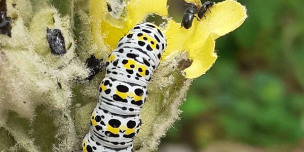 Mullein caterpillar