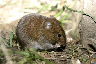 Bank Vole