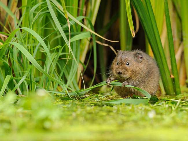 Water Vole