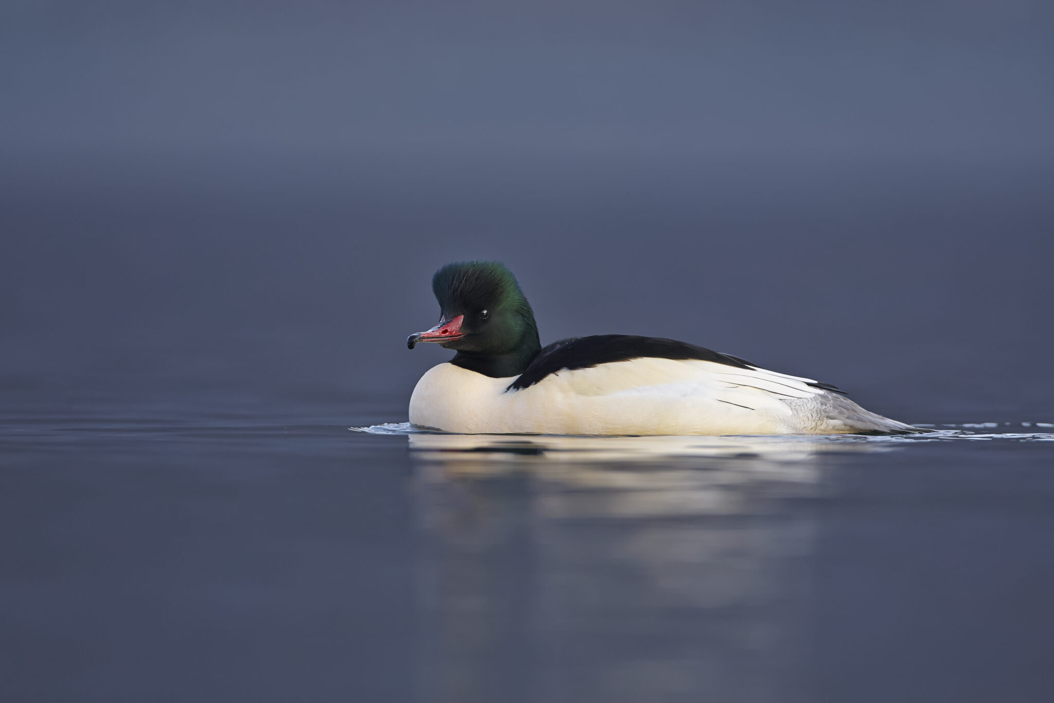 How to identify diving ducks Tees Valley Wildlife Trust