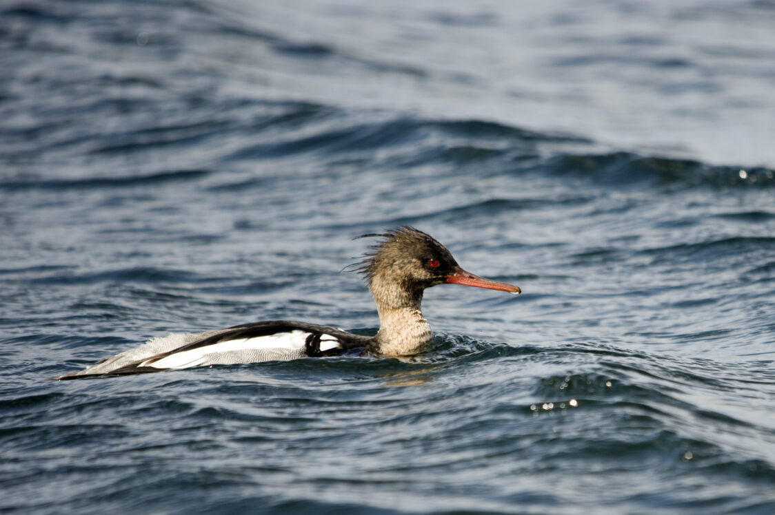 Red-breasted merganser