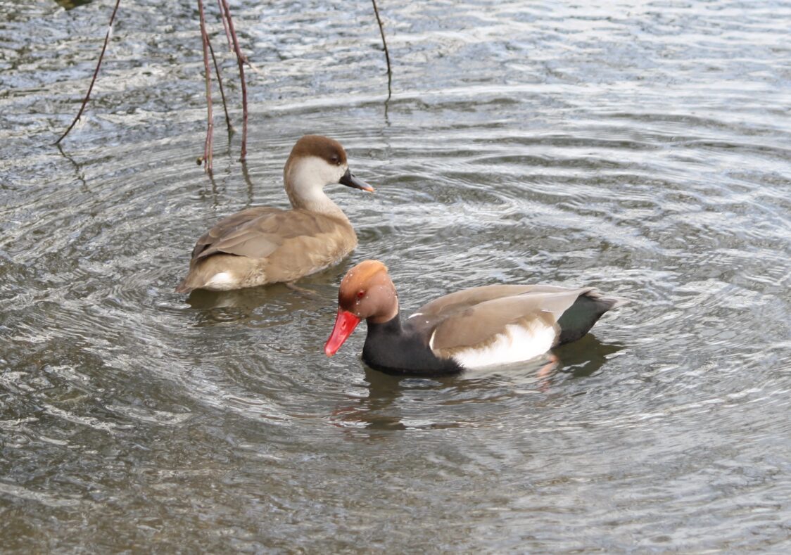 Red crested pochard