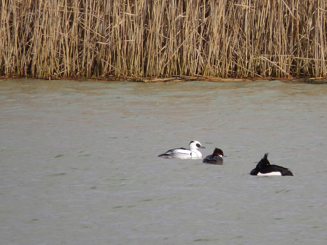 smew