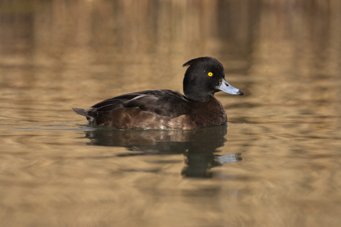 Tufted duck