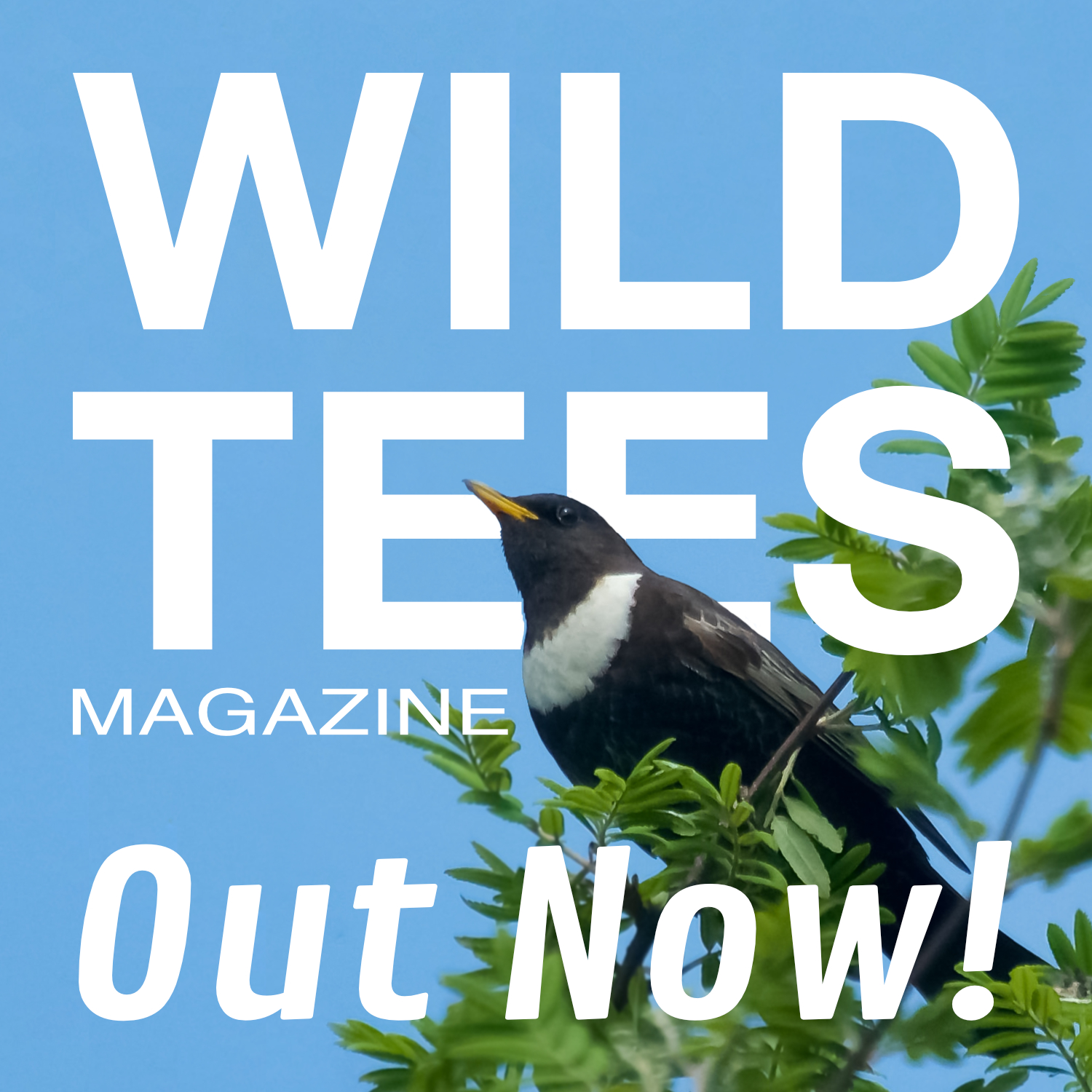 WILD TEES COVER