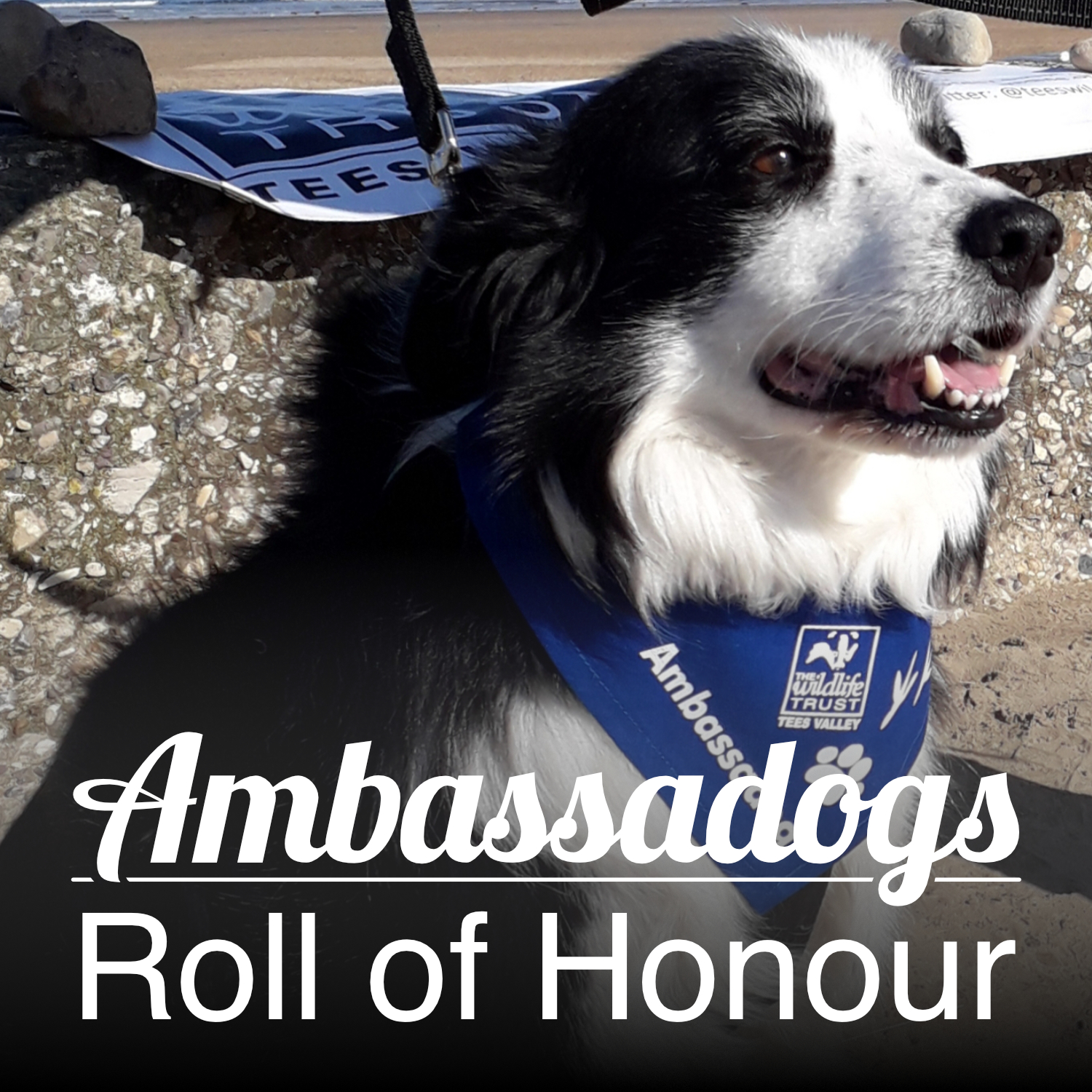 Do you own an Ambassadog?