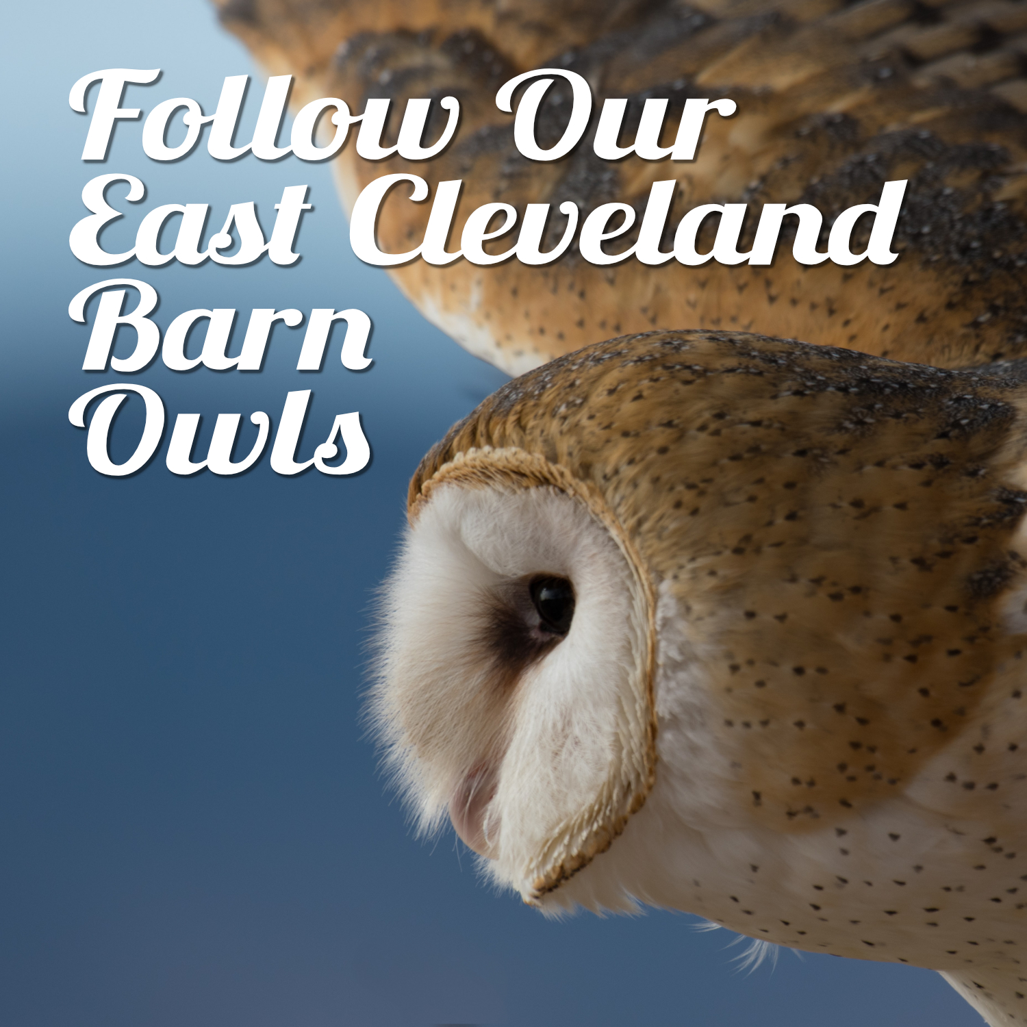 East Cleveland's barn owls are on the up!