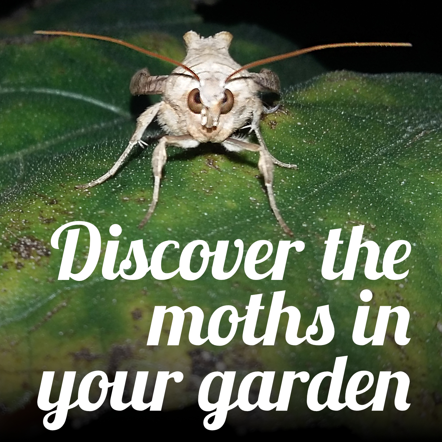 moth on a leaf looking right at the camera