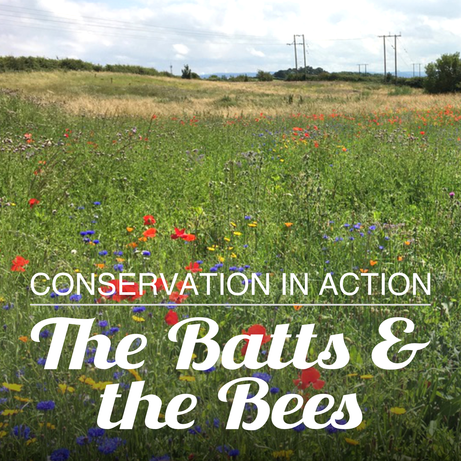 Photo of a wildflower meadow at the Batts nature reserve near Hartlepool. Red poppies and blue cornflower are visible.