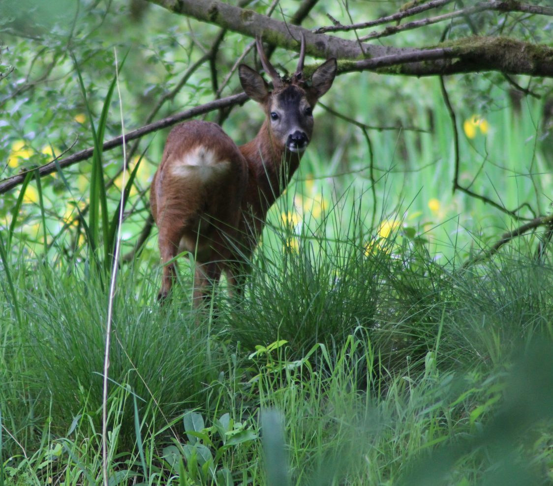 Image of roe deer in woodland by Alan Wright. The deer has short antlers and a white tail. It is looking at the camera. It stands in long grass with yellow flag iris in the background. Tree branches cross the frame.