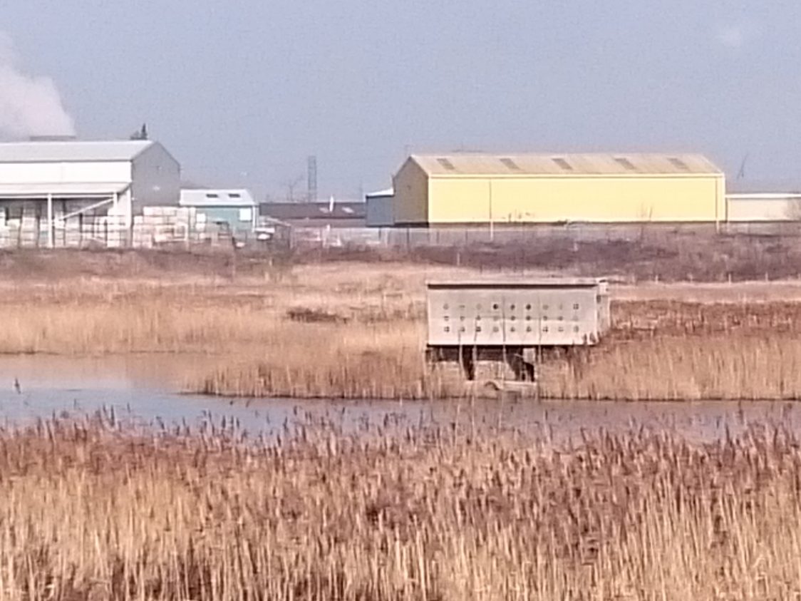 A view across the water to the artificial sand martin bank.