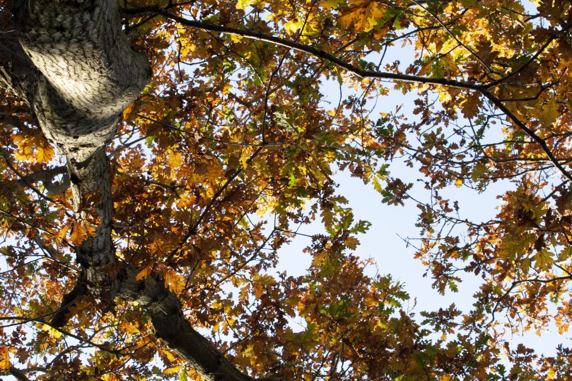 A photo taken upwards through the canopy of an oak tree. The leaves are golden with autumn colour.